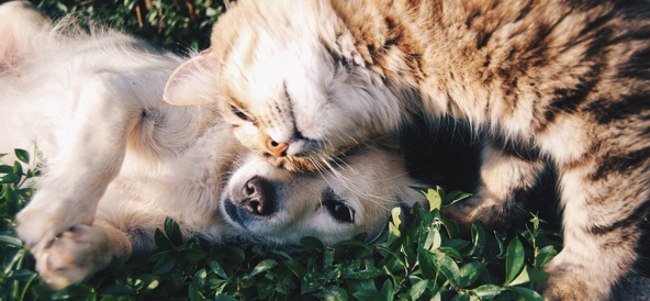 Så skyddar du din hund eller katt mot fästingar 