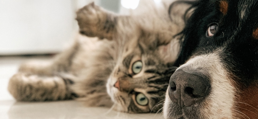 Avmaskning – så avmaskar du din hund eller katt