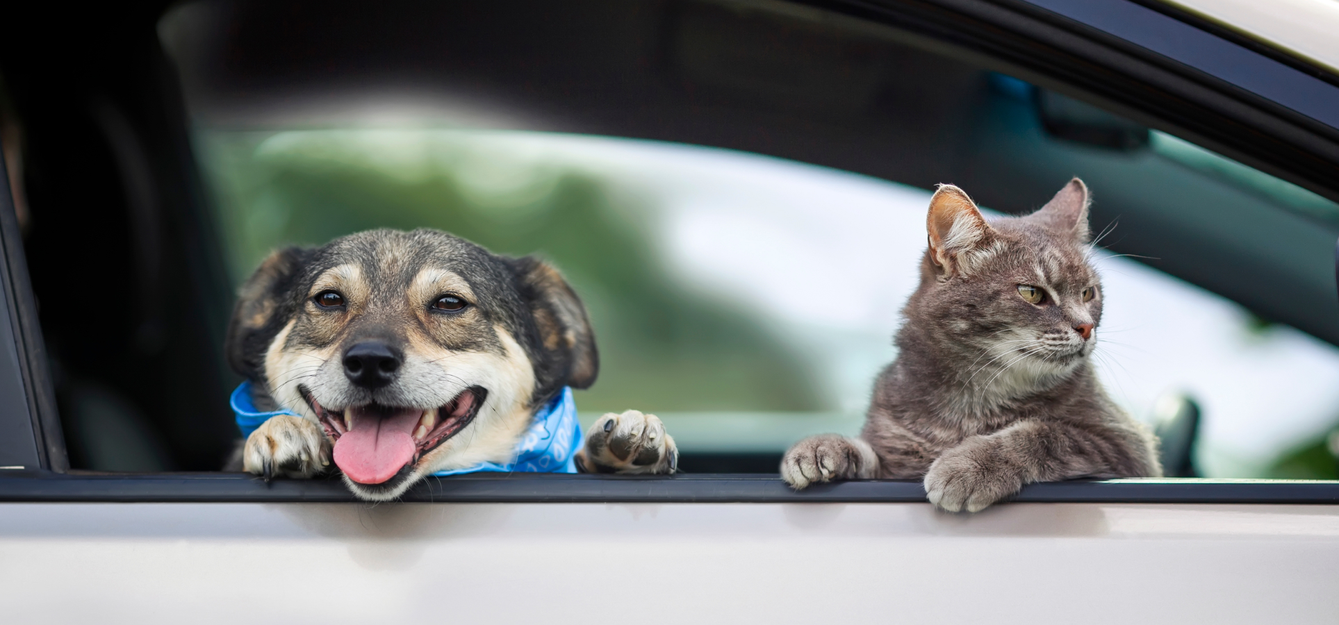 Hund och katt i bil