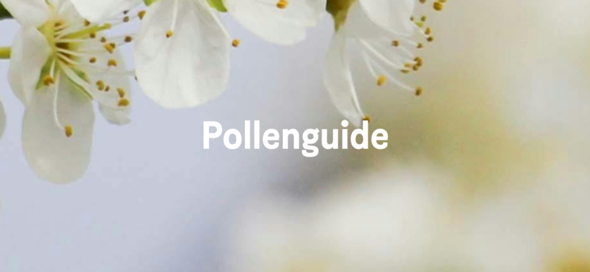 Allergisk mot pollen? Läs våra tips mot pollenallergi 🌼