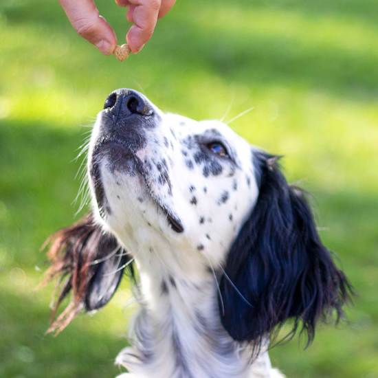 Petgood Hundgodis med insektsprotein 350 g