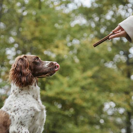 Petgood Dental sticks med insektsprotein M