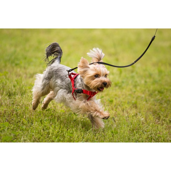 TICKLESS Fästingavvisare Mini Dog Black