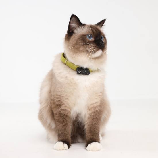 TICKLESS Fästingavvisare Mini Cat Black