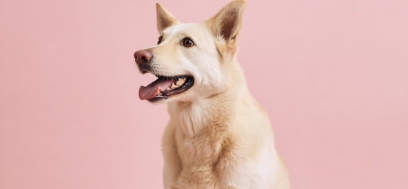 Kosttillskott för din hund: guide till mage, hud, päls och leder