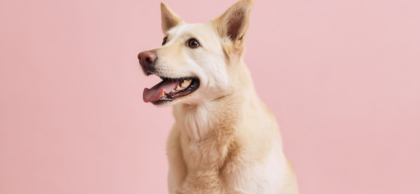 Kosttillskott för din hund: guide till mage, hud, päls och leder