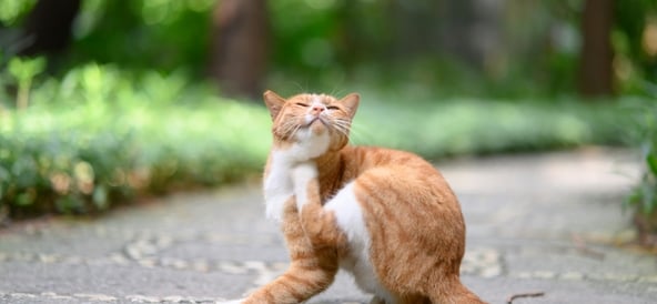Allergi hos katt. Vad innebär det och hur märker jag det? 