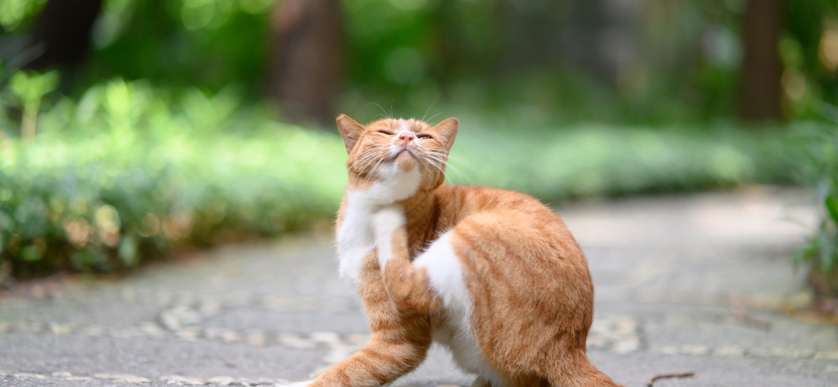 Allergi hos katt. Vad innebär det och hur märker jag det? 