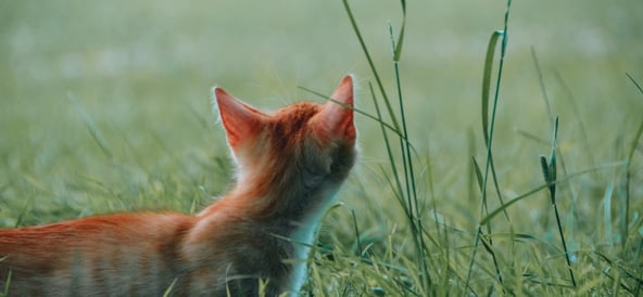 Checklista: Är din katt redo för fästingsäsongen? 