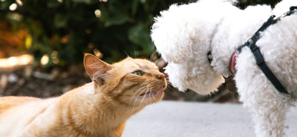Fästingsjukdomar hos hund och katt: vad du behöver veta