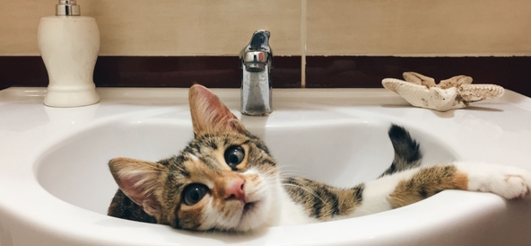 Borsta tänderna på katt: varför och hur gör man? 