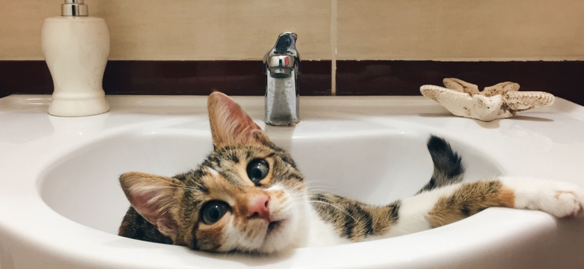 Borsta tänderna på katt: varför och hur gör man? 