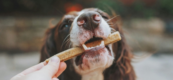 Borsta tänderna på hund: varför och hur gör man? 