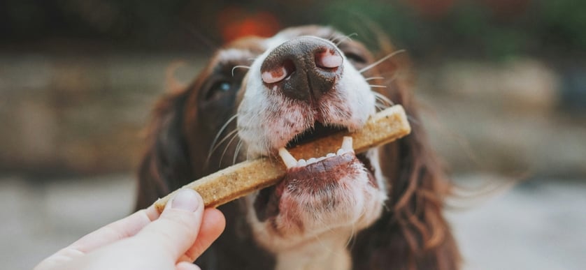 Borsta tänderna på hund: varför och hur gör man? 