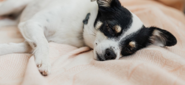 Allergi hos hund. Symtom, orsaker och hur du kan hjälpa din bästa vän 
