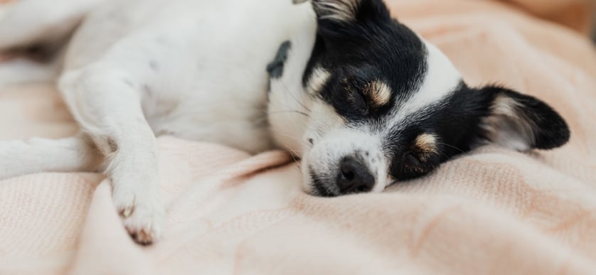 Allergi hos hund. Symtom, orsaker och hur du kan hjälpa din bästa vän 