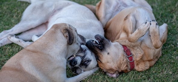 Checklista: Är din hund redo för fästingsäsongen? 