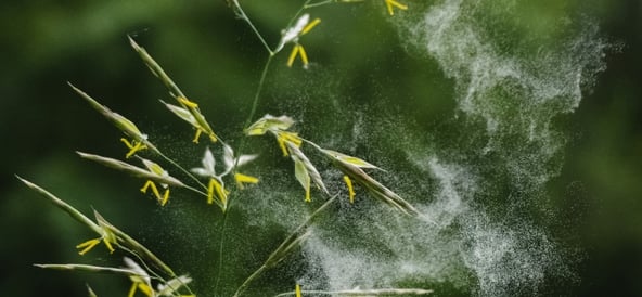 Pollenallergi, orsaker, symtom och smarta råd