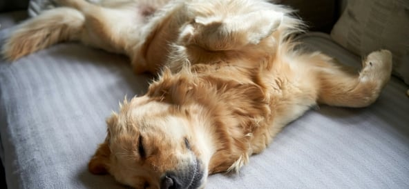 Kosttillskott för din hund: guide till mage, hud, päls och leder