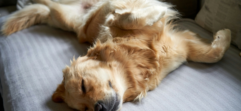 Kosttillskott för din hund: guide till mage, hud, päls och leder