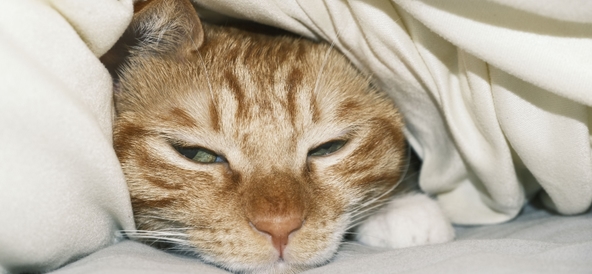 Öroninflammation hos katt. Symtom, orsaker och behandling