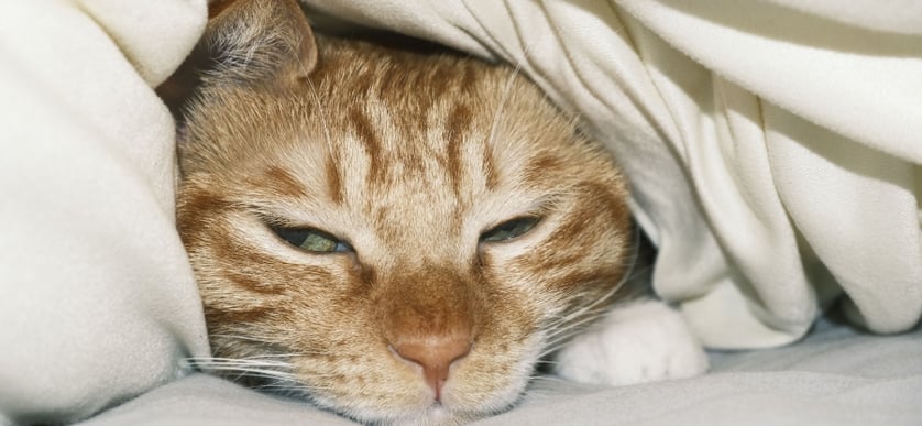 Öroninflammation hos katt. Symtom, orsaker och behandling