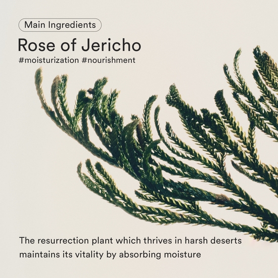 Abib Jericho Rose Crème Nutrition 75 ml