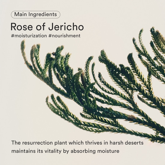Abib Jericho Rose Bifida Serum Firming Drop 50 ml