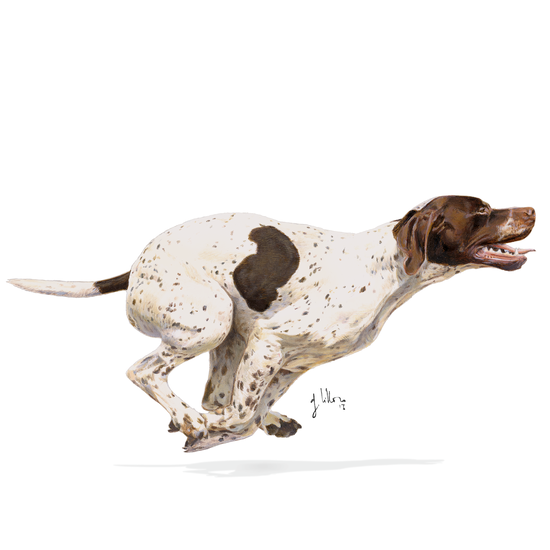 Royal Canin Sporting Life Energy 4800 Adult Torrfoder för Hund 13 kg