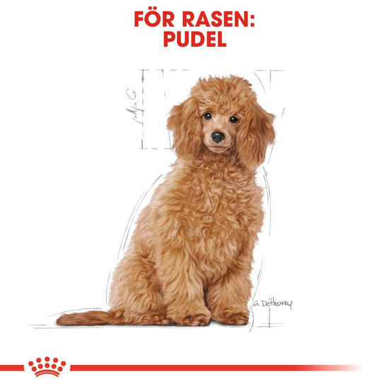 Royal Canin Poodle Puppy Torrfoder för Hundvalp 3 kg