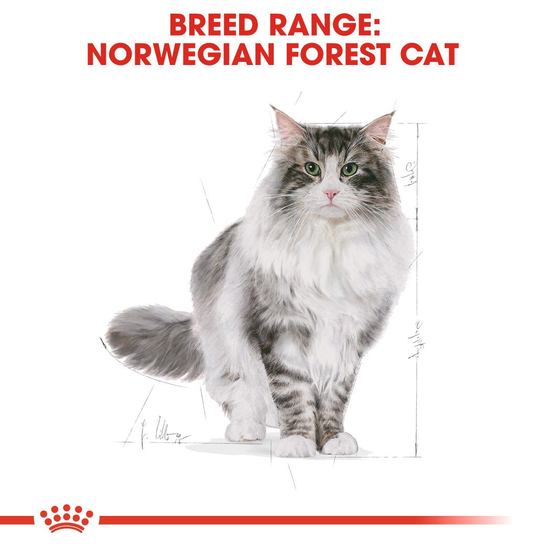 Royal Canin Norwegian Forest Cat Adult Torrfoder för Katt 10 kg
