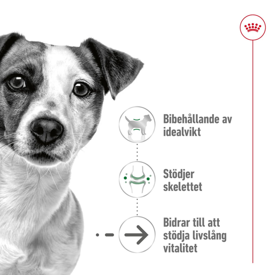 Royal Canin Mini Ageing 12+ Torrfoder för Hund 3,5 kg