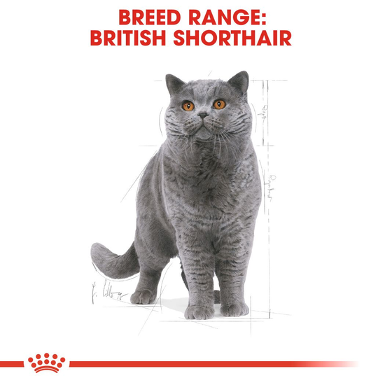 Royal Canin British Shorthair Adult Torrfoder för Katt 2 kg