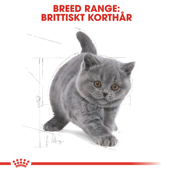 Royal Canin British Shorthair Kitten Torrfoder för Kattunge 2 kg