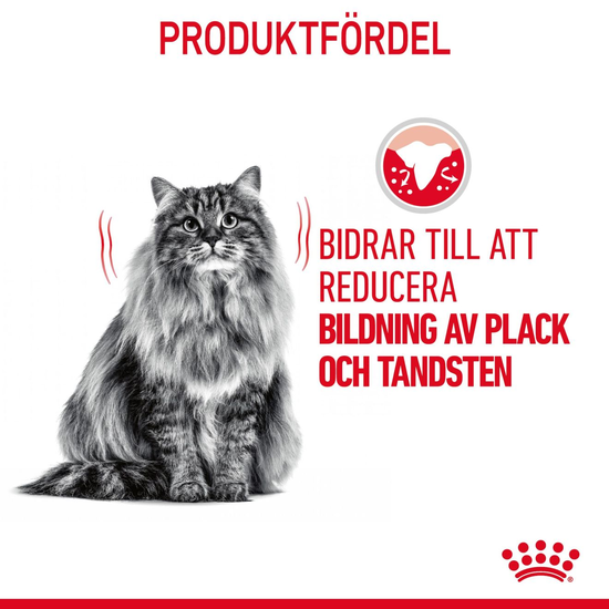 Royal Canin Dental Care Adult Torrfoder för Katt 1,5 kg