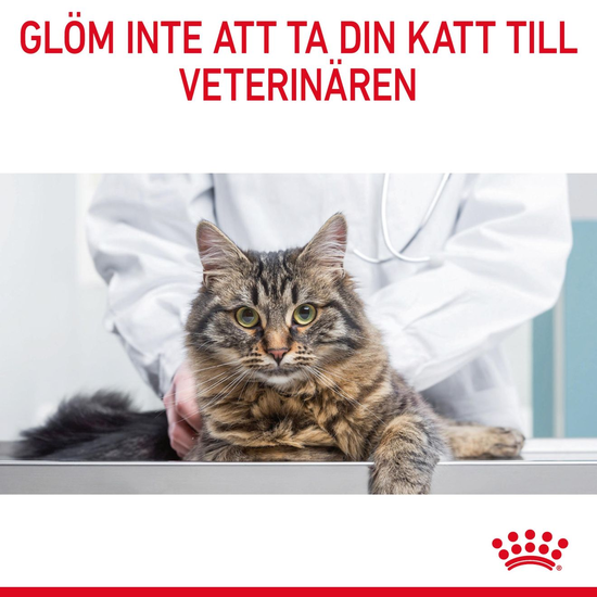 Royal Canin Dental Care Adult Torrfoder för Katt 8 kg