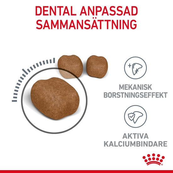 Royal Canin Dental Care Adult Torrfoder för Katt 8 kg