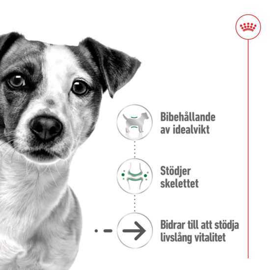 Royal Canin Mini Ageing Loaf Våtfoder för Hund 2,34 kg