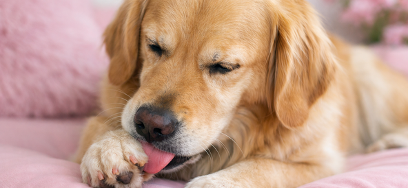 Allergi hos hund. Symtom, orsaker och hur du kan hjälpa din bästa vän 