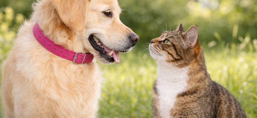Fästingsjukdomar hos hund och katt: vad du behöver veta
